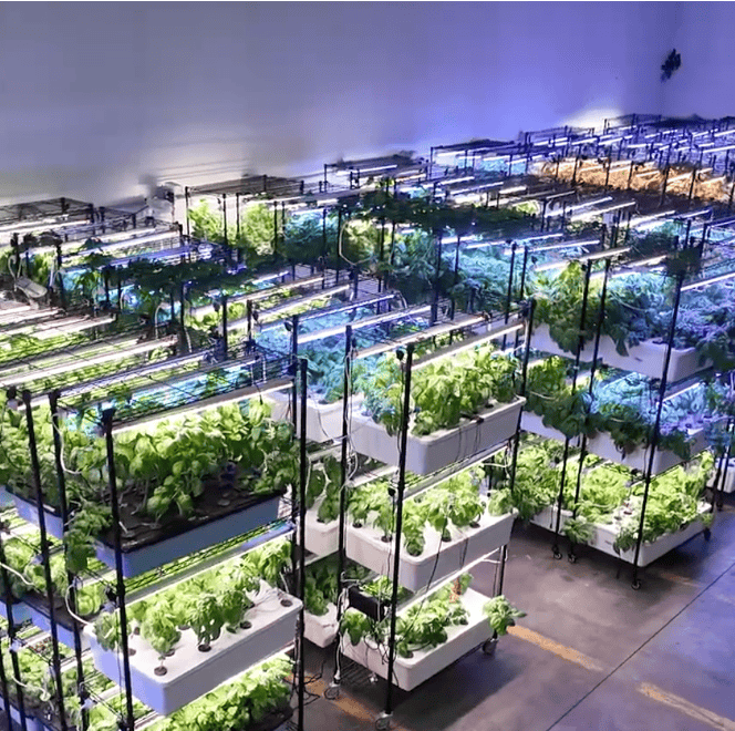 3-level growing modules inside a packing facility